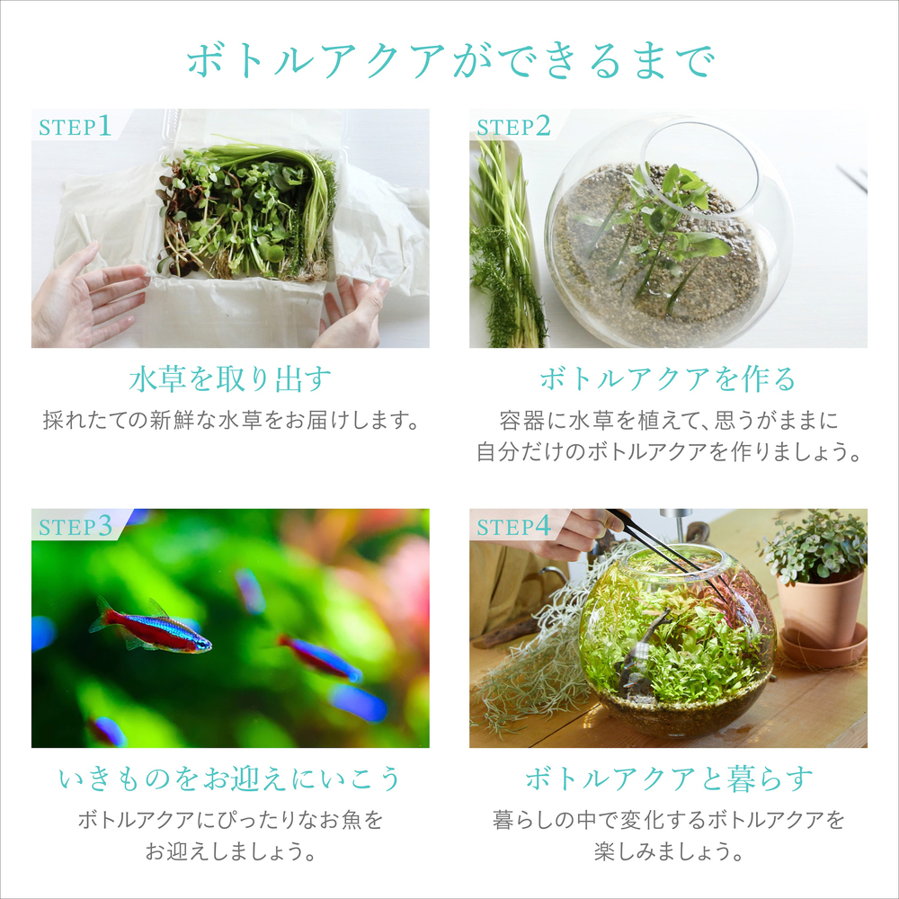 m*8様 ANESPA DXミネラルイオン水(新品,未使用、写真撮影のためのみ開 MeGreen 新鮮な水草付き グラスアクアスフィアセット | ジェックス株式会社